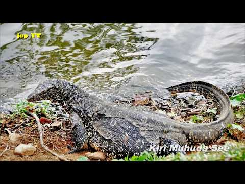 Rundgang um den Kiri Muhuda See in Kandy (Sri Lanka) Reisebilderbuch jop TV Travel