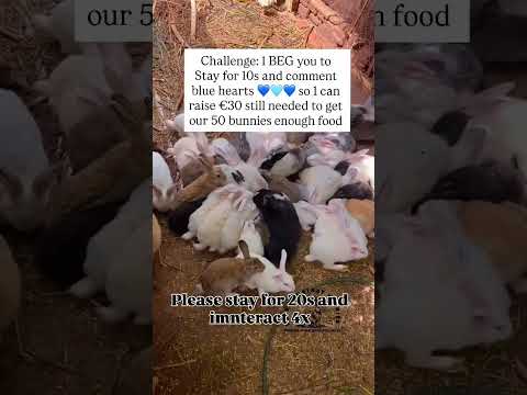 PayPal link in my bio #unitedstates #bunny #canadalife #americandream #california #losangeles #help