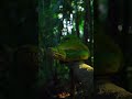 Up Close With A Python Mesmerizing Scales And Movement Python Animal Wildlife Nature Snake