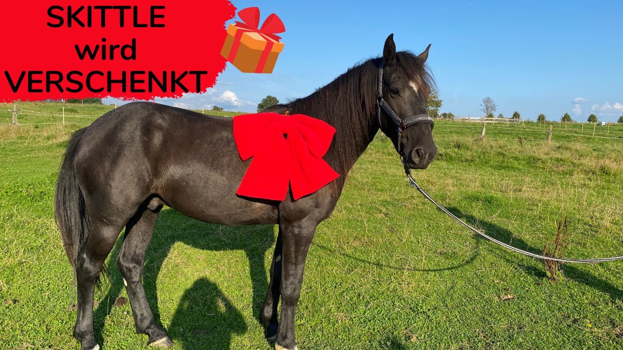 Ein MUSTANG wird VERSCHENKT 😳🥰 | Marina und die Ponys