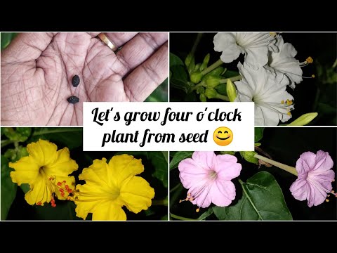 How to grow four o' clock plant from seed? | Mirabilis jalapa | Marvel of Peru