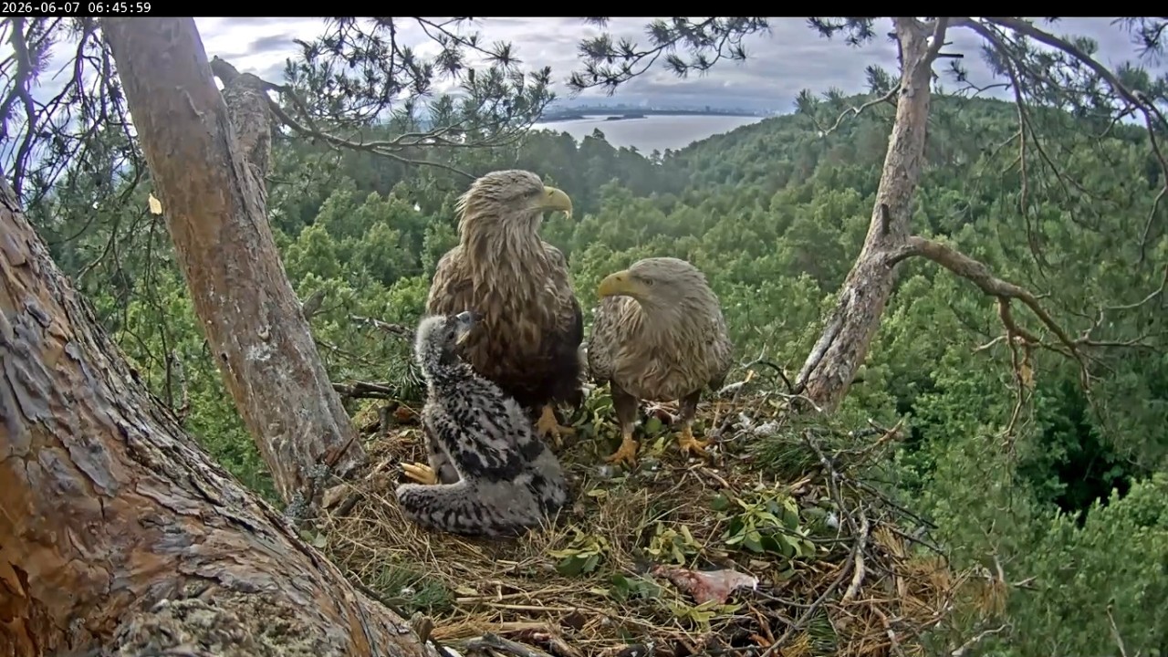 Live webcam view of White-Tailed Eagle Nest Cam