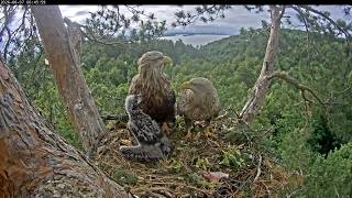 Гнездо орлана-белохвоста (Haliaeetus albicilla) в национальном парке "Нижняя Кама" live webcam