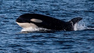 Killer Whales Ambush A Pod of 1,000 Dolphins