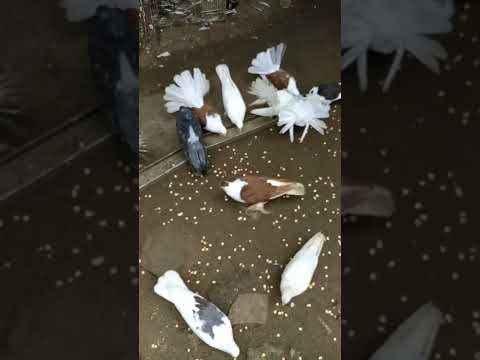 dudidudidam #shorts #videoshort #pigeon #hobyburung