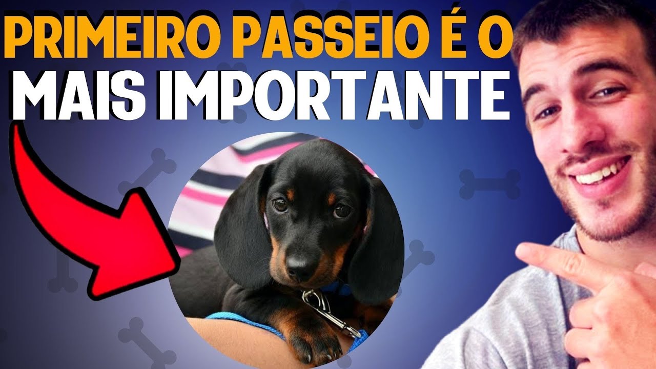 Primeiro Passeio Com Cachorro TUDO QUE VOCÊ PRECISA SABER