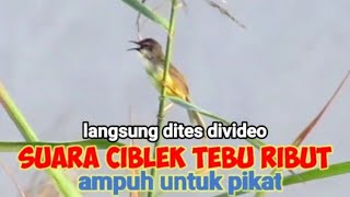 Download lagu Suara Pikat Ciblek Tebu Paling Ampuh mp3 Download lagu Suara Pikat Ciblek Tebu Paling Ampuh mp3