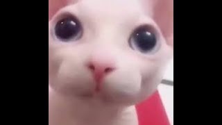 Cover art for can i have a peppermint <3 ?