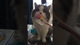 鬼茶飲んでみたー！
