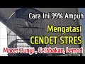 Tips Mengatasi CENDET STRES Yang Menyebabkan MACET BUNYI, LEMOD, GELABAKAN