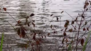 Autumn Feels (Song: Monday by Jeff Kaale)