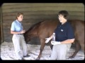 Urogenital System Physical Examination Of The Horse