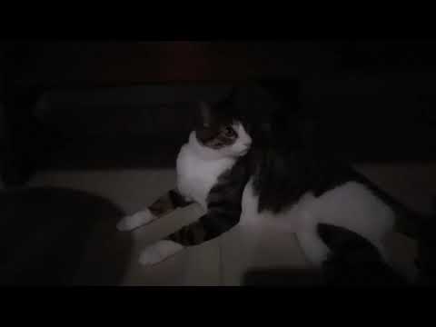 #elsagatuber mi canción🎤🎶