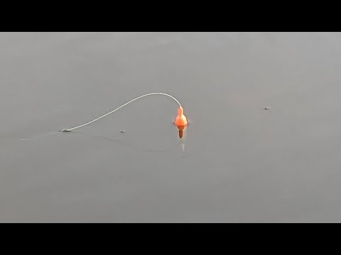 Winter Steelhead BOBBER Downs and Spinner Strikes