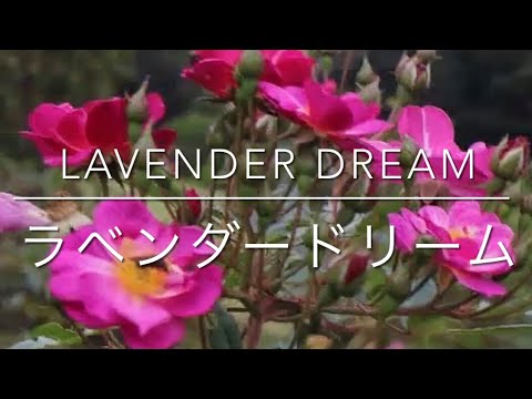 小低木のバラ「ラベンダードリーム」 植物