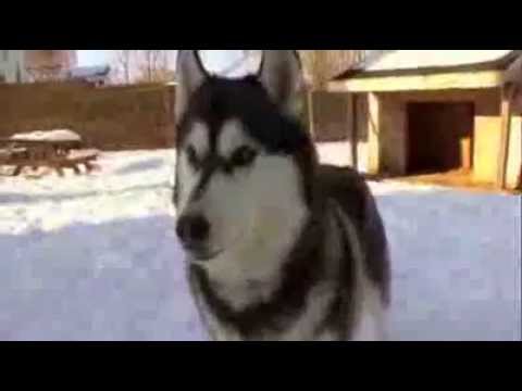 Pet4you.gr: Dogs Siberian Husky - Χάσκυ Σιβηρίας
