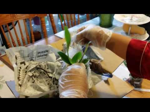 Orchid Mini Haul: Part I (Unboxing)...