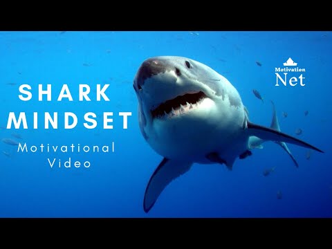Best Motivational Speech EVER #1 - SHARK MINDSET - 10 Minutes of The Best Motivation