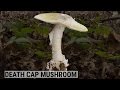 How To Spot The World's Deadliest Mushroom