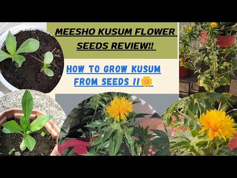 How to grow and care KUSUM flower🏵️// MEESHO kusum seeds review //winter flower seeds #garden #kusum