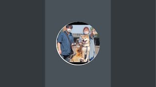 主婦ゆみ柴ちゃんネルが雑談ラジオ配信！山の日お疲れ様です