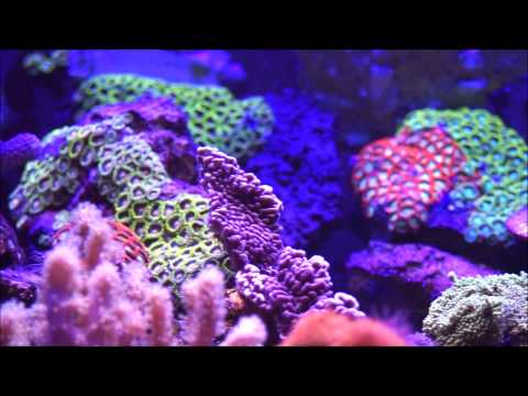 Camille Saint-Saëns  - Aquarium, Karneval der Tiere (Le carnaval des animaux)