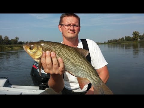 Wrześniowy spinning nad rzeką  | odc.27 | woblery Bonito do połowu jazi i kleni | spinning nad rzeką
