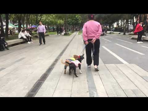 download lagu mp3 mp4 Black Dog Leash, download mp3 Black Dog Leash free downloadn, video klip Black Dog Leash