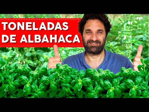 BASIL: 7 TIPS YOU NEED TO KNOW