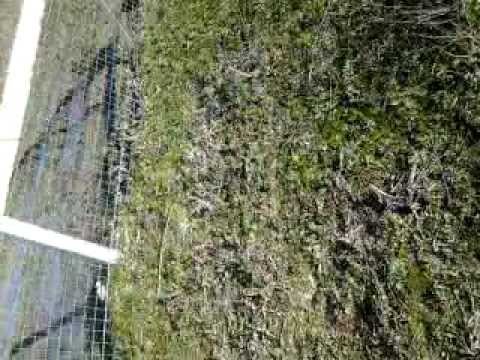 italo borghetto lodigiano