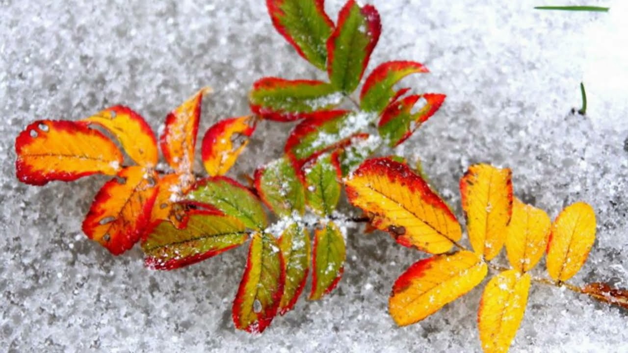 Зима будет большая