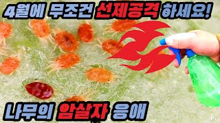 보이지 않는 나무 암살자 응애, 선제 공격이 정답이다