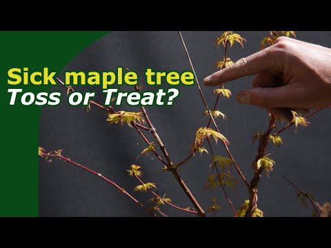 Sick Japanese Maple diagnosis. Toss or Treat?