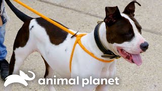 Frank Rescues a Pitbull Named Juice! | Pitbulls and Parolees | Animal Planet