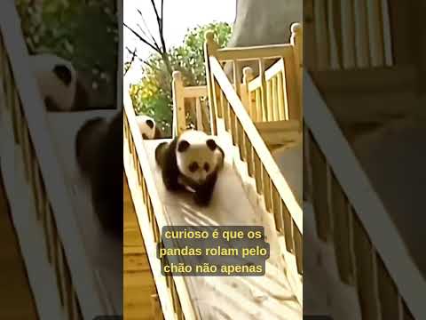 O Mistério dos Pandas: Por Que Eles São Tão Desastrados?