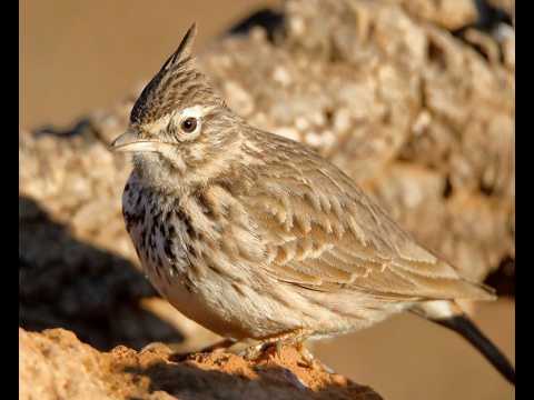 COJUGADA MONTESINA | THEKLA LARK | Galerida theklae