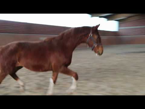 Hengstfohlen von Don Olymbrio/Florestan I/Brentano