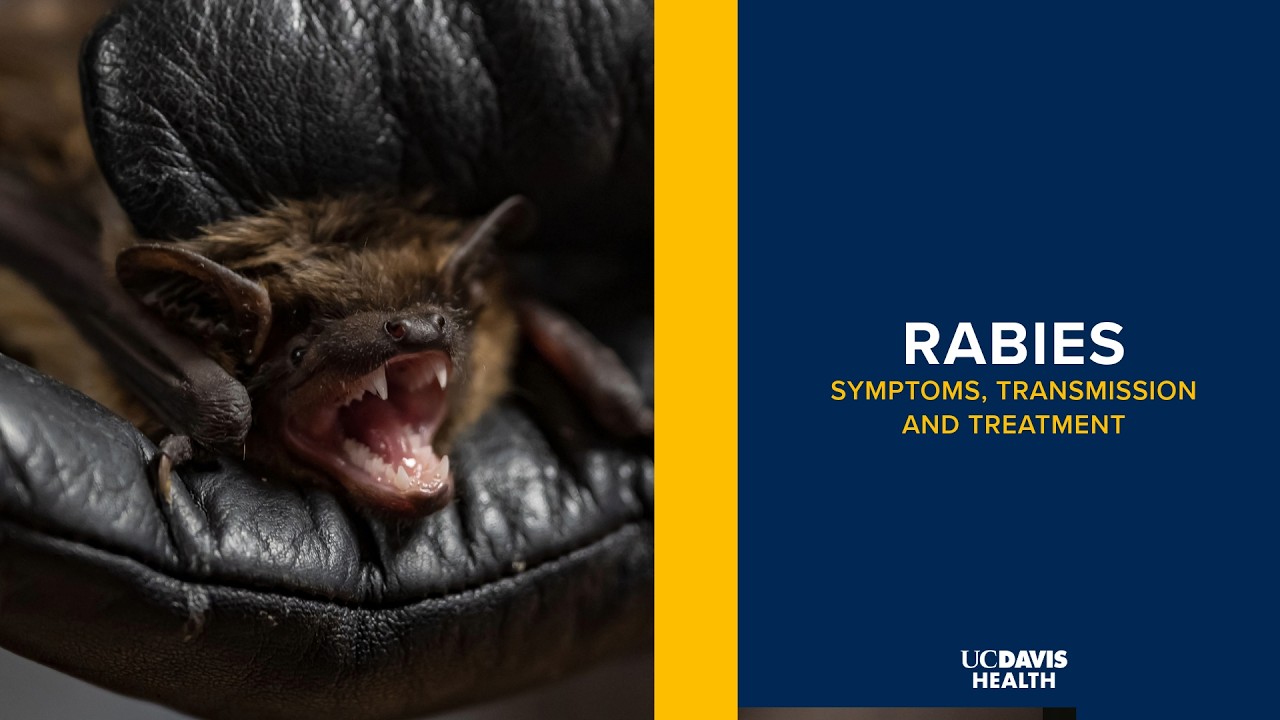 Thumbnail preview of Rabies Explained: Symptoms, Transmission and Treatment