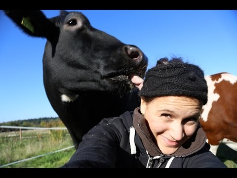 Kuh Dorte das erste Mal auf der Weide