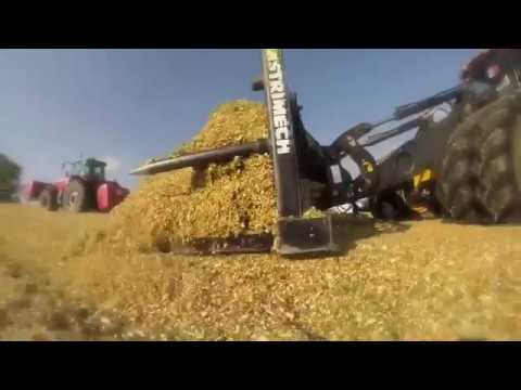 Spargelhof Kremmen - Maisernte