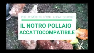 POLLAIO DIY accattocompatibile