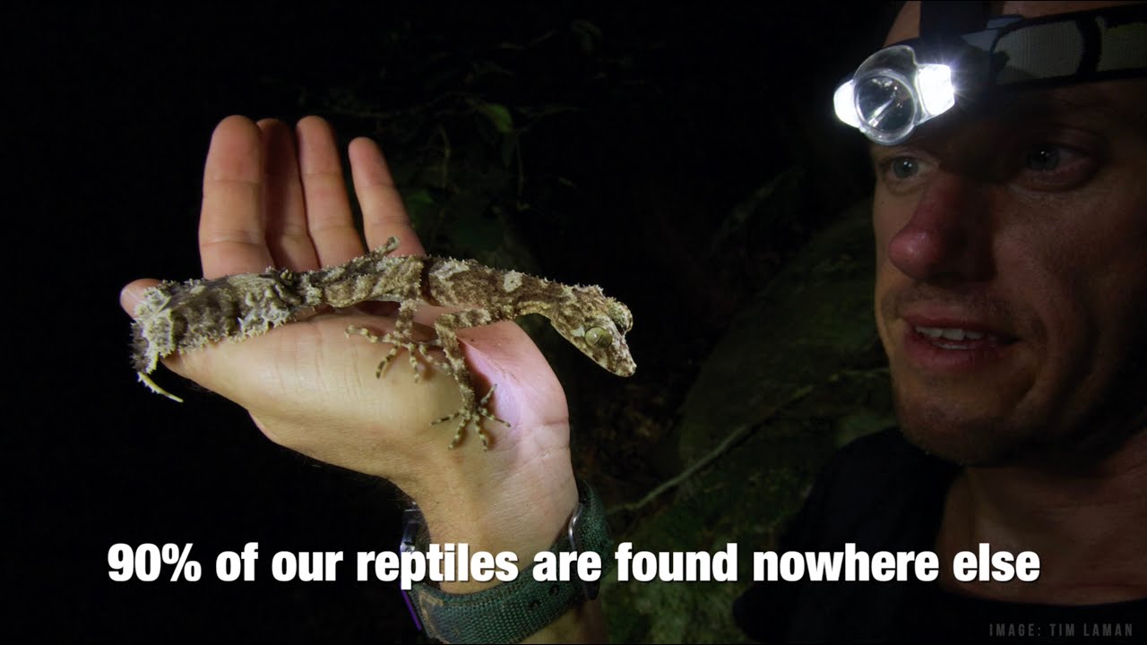 Preventing extinctions of Australian lizards and snakes