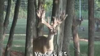 preview picture of video 'Bambi Yardstick in 2010 - High Roller Whitetails'