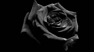 Meadow of Dark Roses