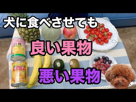 犬に禁止されている果物と野菜