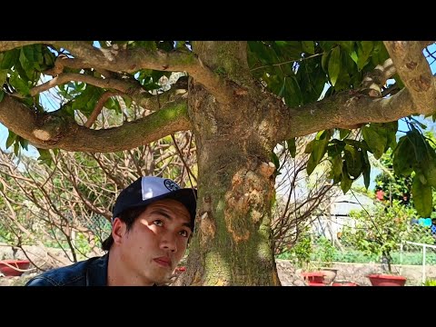 @Mai xù+mai TP GL ng 21/12/2022(zalo_0782 823 833 @TÙNG)_H.Lai Vung, Tỉnh ĐT