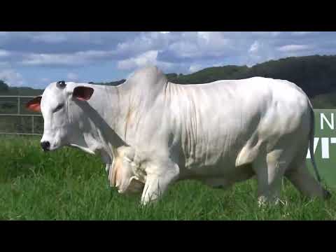 MONTANA FIV DA FAZ.VITORIA