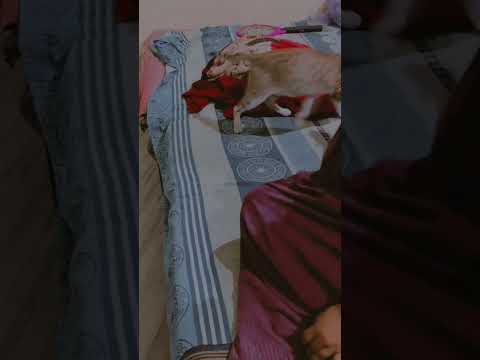 cat ko nazar lag gyi 😅 #foryou #foryourpage #catlover