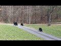 Xmas Eve Bears
