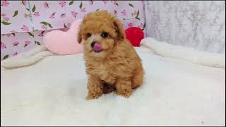 トイプードルの動画01